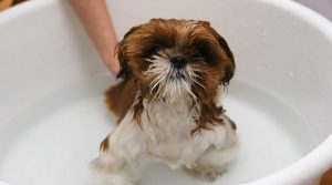 Cuándo bañar a tu cachorro