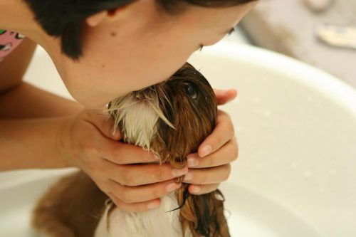 Cuándo empezar a bañar a un cachorro
