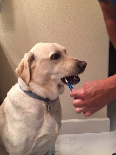 Por qué cepillar los dientes a tu perro